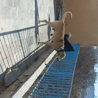 واگذاری سگ سرابی