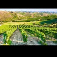 کار تمیز کردن باغ زمین بژار