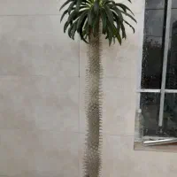 گل  و گیاه