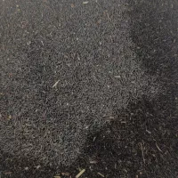 تخم شربتی تازه