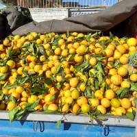 پرتقال تامسون فله ای