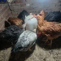 جوجه بوقلمون و مرغ