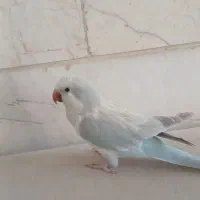 راهب بلو اسکای