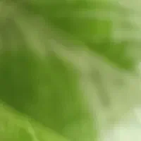 پرده سبز کروماکی برای فیلمبرداری و آتلیه