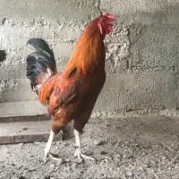 خروس حراج