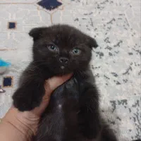 اسکاتیش نر وماده