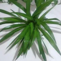 حراج گلخونه خونگی