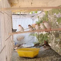 فنچ