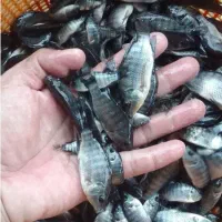 بچه ماهی تیلاپیا