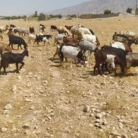 50عدد بز.|حیوانات مزرعه|لیکک, |دیوار