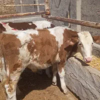 گوساله سیمینتال نر