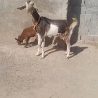 کولار الپان ک هنوز دندون نکشیده زایذ فروشی