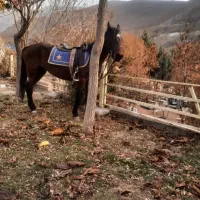 یک عدد اسب کرد مادیون.