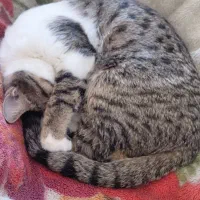 واگذار گربه