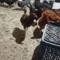 جوجه مرغ و خروس طاقچه