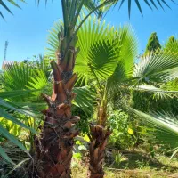 پالم واشنگتن زمینی