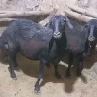 دوراس میش آبستن