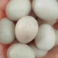 تخم اردک خارجی