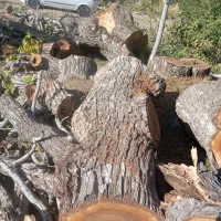 خریدار چوب باغی