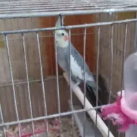 عروس‌هلندی