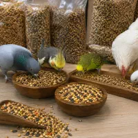پخش دان پرندگان کبوتر، عروس هلندی، مرغ عشق، مرغ