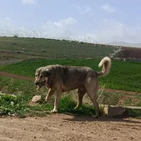 سگ پژدر|سگ|کرمانشاه, |دیوار