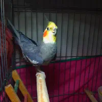 عروس هلندی