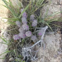چای کوهی تازه طبیعی