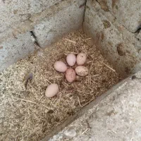 تخم مرغ محلی