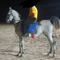 فروش مادیان سر و دمگیر