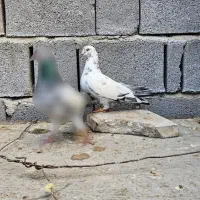 کبوتر پاکستانی--قیمت جفت۱۰ملیون‌تومان