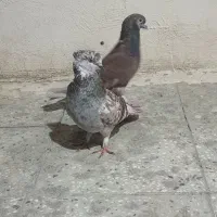 کبوتر سرخ
