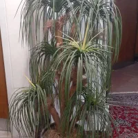 درختچه مصنوعی درحدنو