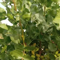 ترکه احمدآقایی و اکبری