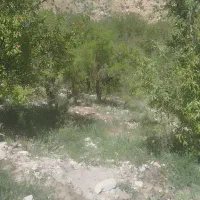 فروش-باغ-بادام