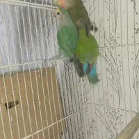عروس کوتوله