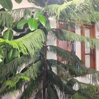 فروش|گل و گیاه طبیعی|خلخال, |دیوار