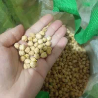 نخود تازه پزا