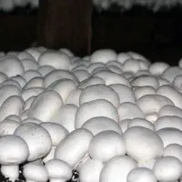 قارچ سفیدوتازه