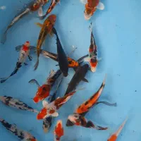 کوی ۱۰سانتی  با رنگبندی عالی