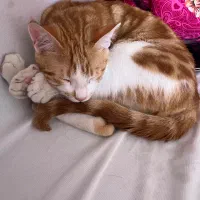 واگذاری گربه ی نارنجی نر