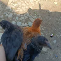 جوجه محلی