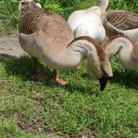 فروش غو غاز