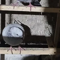 دم سفید یک جفت با سبز المان یک جفت