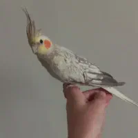 عروس هلندی ماده