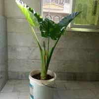 گل بابا آدم بزرگ تنه دار با رشد زیاد و بچه زا
