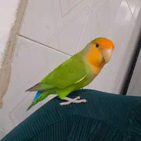 طوطی|پرنده|پاکدشت, حصار امیر|دیوار