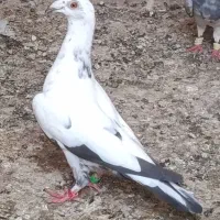 دسپر سیاه جوونه