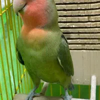 طوطی برزیلی نر دو ساله