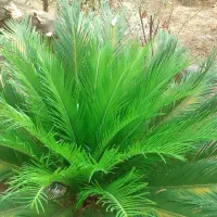 سیکاس ۱۰ ساله